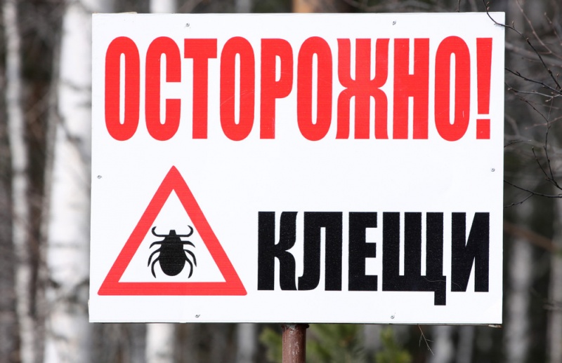 Клещи наступают, 3,5 тысячи жителей Архангельской области обратились медучреждения после укусов