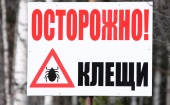Клещи наступают, 3,5 тысячи жителей Архангельской области обратились медучреждения после укусов